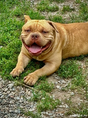 vand mascul american bully - imagine 3