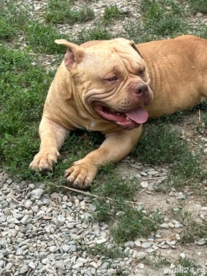 vand mascul american bully