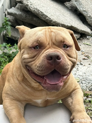 vand mascul american bully - imagine 2