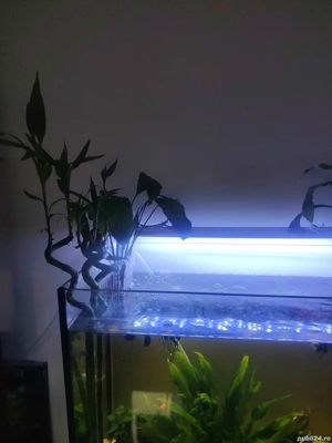 Acvariu Oase filtru pesti plante - imagine 5