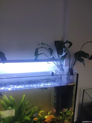Acvariu Oase filtru pesti plante - imagine 4