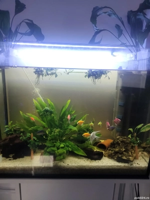 Acvariu Oase filtru pesti plante - imagine 3