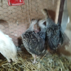 Vând pui de curca Românești 