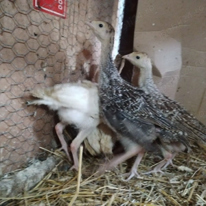 Vând pui de curca Românești  - imagine 2