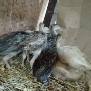 Vând pui de curca Românești  - imagine 3