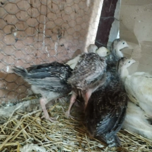 Vând pui de curca Românești  - imagine 4