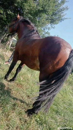 carlan de 1 an si 9 luni  - imagine 3