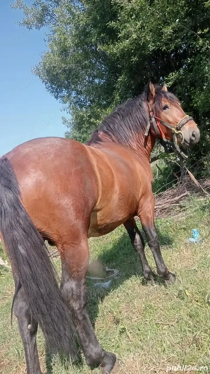 carlan de 1 an si 9 luni  - imagine 2