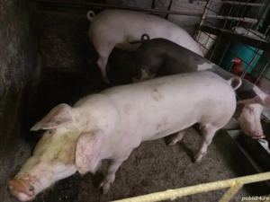 de vanzare 2 purcele