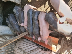 Purcei de vanzare - imagine 2