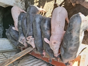 Purcei de vanzare - imagine 3