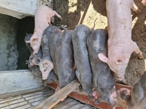 Purcei de vanzare - imagine 4