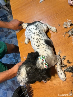 Tuns caini si pisici la domiciliu - imagine 4