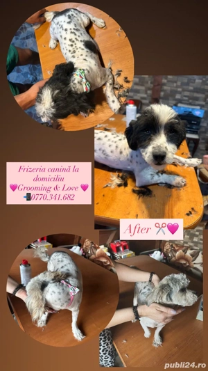 Tuns caini si pisici la domiciliu - imagine 2
