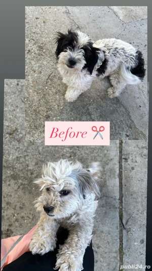 Tuns caini si pisici la domiciliu