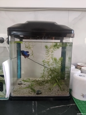 Acvariu 10 l cu capac