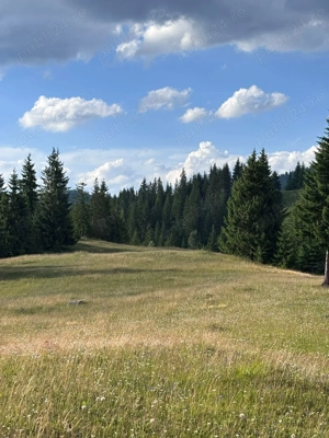 Teren extravilan   5 hectare   Panaci, sat Păltiniș, județul Suceava