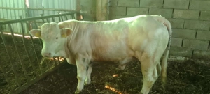 Taur Charolaise - imagine 3