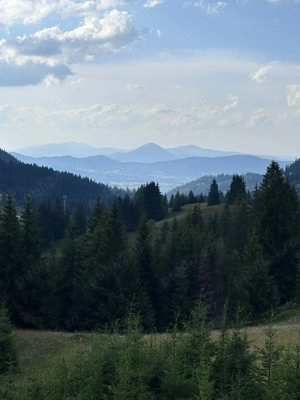 Teren extravilan   5 hectare   Panaci, sat Păltiniș, județul Suceava - imagine 3