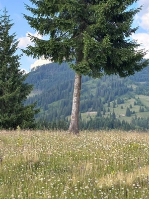 Teren extravilan   5 hectare   Panaci, sat Păltiniș, județul Suceava - imagine 2