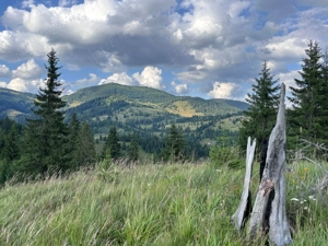 Teren extravilan   5 hectare   Panaci, sat Păltiniș, județul Suceava - imagine 4