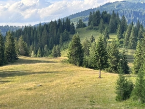 Teren extravilan   5 hectare   Panaci, sat Păltiniș, județul Suceava - imagine 6