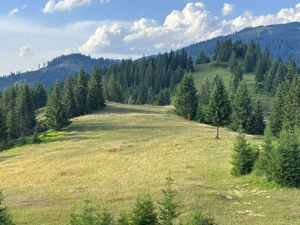 Teren extravilan   5 hectare   Panaci, sat Păltiniș, județul Suceava - imagine 5