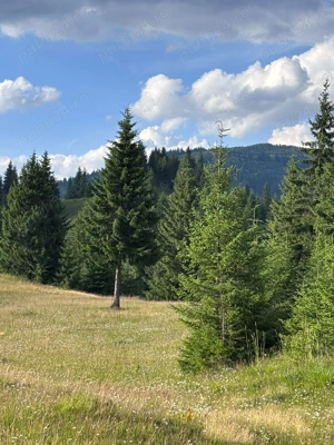 Teren extravilan   5 hectare   Panaci, sat Păltiniș, județul Suceava - imagine 7