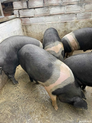 vand porci rasa Bazna Mangalita - imagine 2
