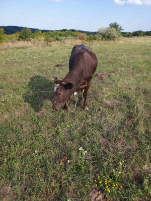 Junica gestanta - imagine 2 Junica gestanta - imagine 2