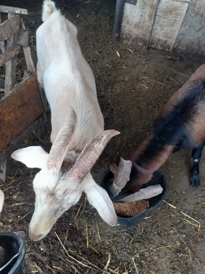 Tapi si iezi - imagine 3