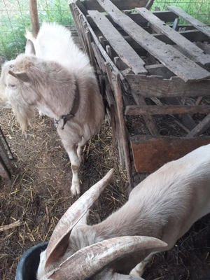 Tapi si iezi - imagine 2