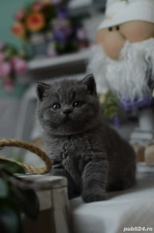 brittish shortair - imagine 4