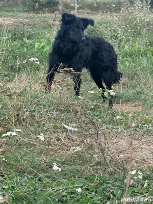 caine de intors  - imagine 2