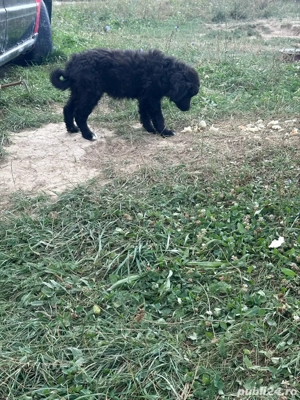 caine de intors  - imagine 5