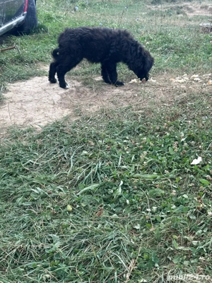 caine de intors  - imagine 4