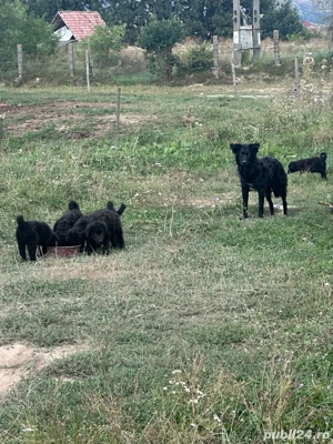 caine de intors  - imagine 3