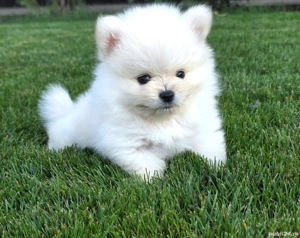 Pomeranian