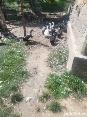 vand ratuste - imagine 4