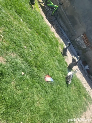 vand ratuste - imagine 2