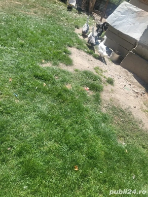 vand ratuste - imagine 3