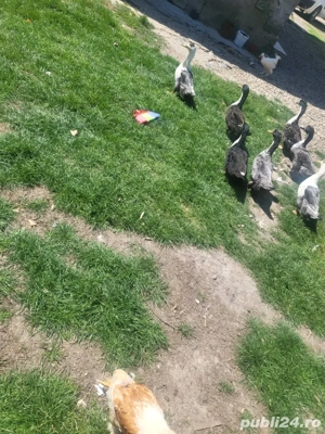 vand  urgent ratuste 