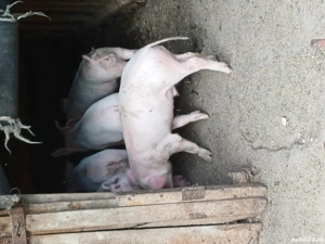 porci de vanzare - imagine 3 porci de vanzare - imagine 3