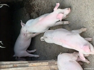 porci de vanzare - imagine 2 porci de vanzare - imagine 2
