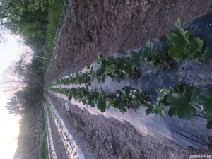 stoloni capsuni soiul Albion 