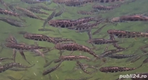 vând puiet păstrăv fântânel 