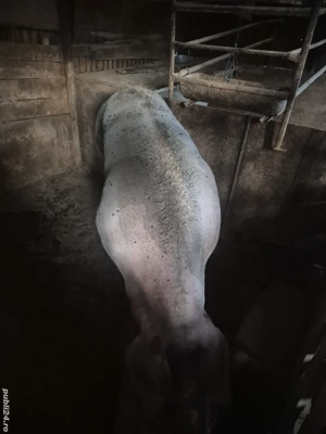 Vand scroafa Pietrain  - imagine 2