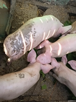 Purcelusi mâncaciosi si frumoși 