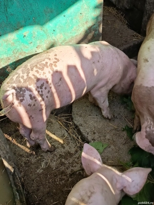 Purcelusi mâncaciosi si frumoși  - imagine 5 Purcelusi mâncaciosi si frumoși  - imagine 5