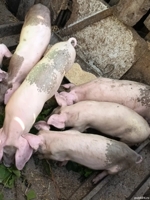 Purcelusi mâncaciosi si frumoși  - imagine 4 Purcelusi mâncaciosi si frumoși  - imagine 4